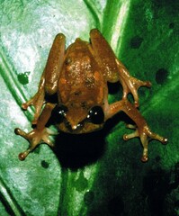 Hyperolius castaneus