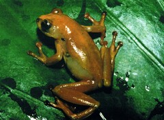 Hyperolius castaneus