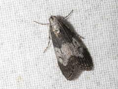 Aphomia baryptera
