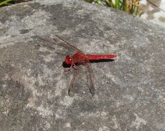 Crocothemis sanguinolenta