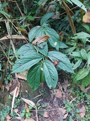 Elatostema platyphyllum