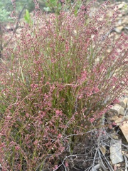 Gonocarpus tetragynus