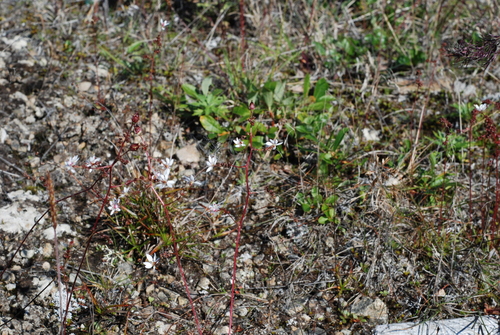 Image of Micranthes foliolosa by no rights reserved