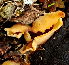 Peziza varia
