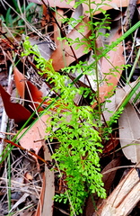 Lindsaea microphylla