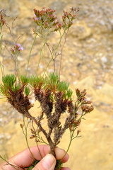 Limonium kraussianum