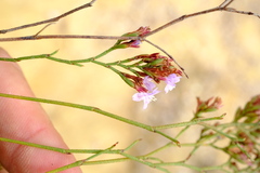 Limonium kraussianum