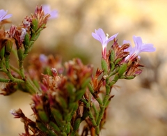 Limonium kraussianum