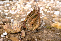 Tulista pumila