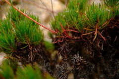 Limonium kraussianum