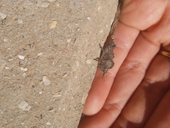 Prionosthenus syriacus