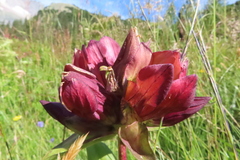 Gentiana purpurea
