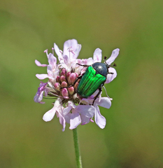 Leucocelis