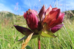 Gentiana purpurea