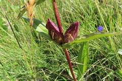 Gentiana purpurea