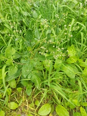 Dichrocephala integrifolia