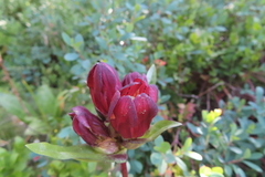 Gentiana purpurea
