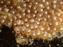 Schizoporella unicornis