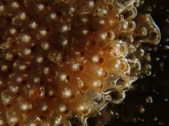 Schizoporella unicornis