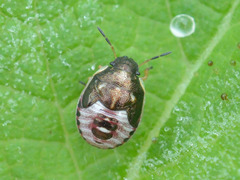 Rubiconia intermedia