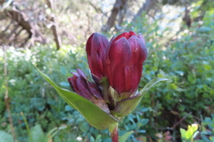Gentiana purpurea