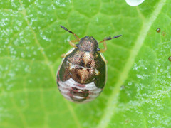 Rubiconia intermedia
