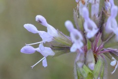 Salvia verticillata