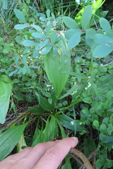 Gentiana purpurea