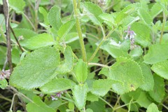 Salvia verticillata