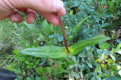 Gentiana purpurea