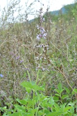 Salvia verticillata