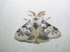 Iropoca rotundata