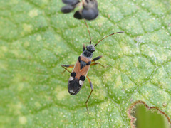 Beosus quadripunctatus