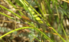 Pseudagrion furcigerum