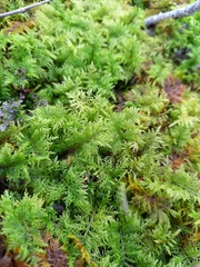 Thuidium tamariscinum