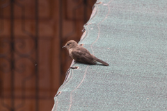 Pyrocephalus rubinus obscurus