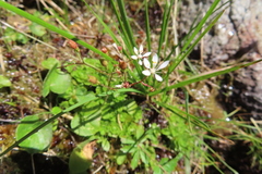 Micranthes stellaris