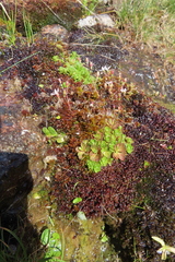 Micranthes stellaris