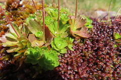 Micranthes stellaris