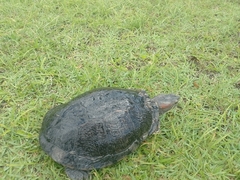 Trachemys callirostris