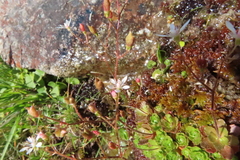 Micranthes stellaris