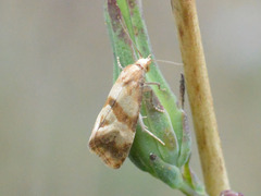 Phalonidia contractana