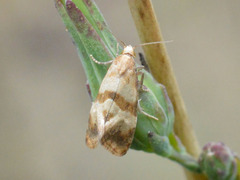 Phalonidia contractana