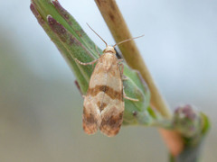 Phalonidia contractana