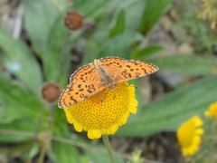 Melitaea trivia