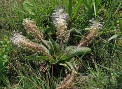 Ledebouria floribunda