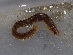 Pholis gunnellus