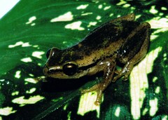 Hyperolius kivuensis