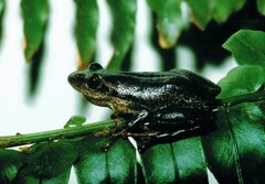 Hyperolius kivuensis