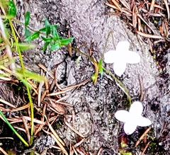 Mitrasacme polymorpha